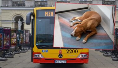 Groźny incydent na warszawskiej Ochocie: Pies zaatakował kobietę w miejskim autobusie