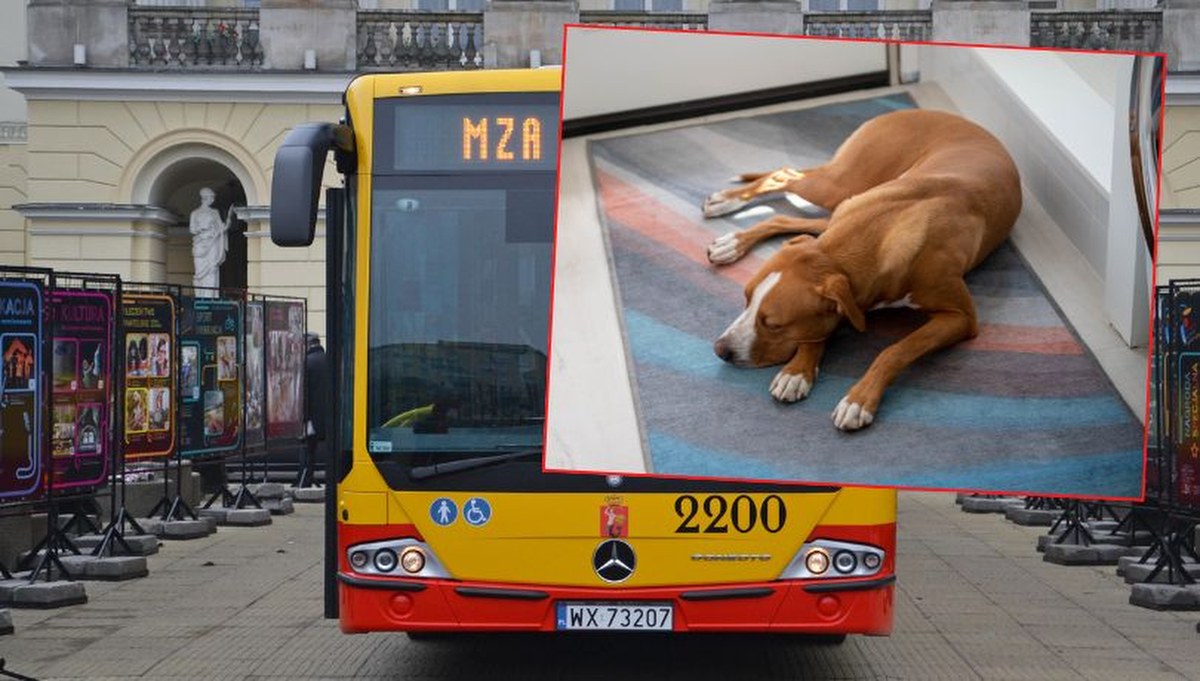 Groźny incydent na warszawskiej Ochocie: Pies zaatakował kobietę w miejskim autobusie