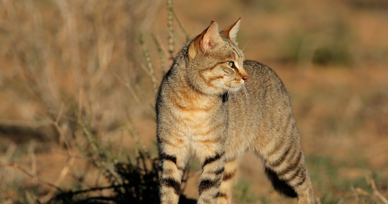 Przejdź na stronę główną INTERIA.PL