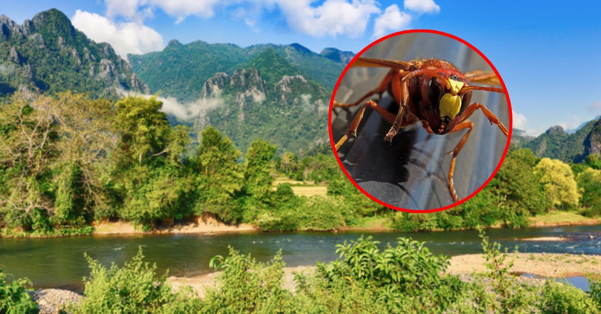 Atak szerszeni na rajskich wakacjach. Dwóch turystów nie żyje