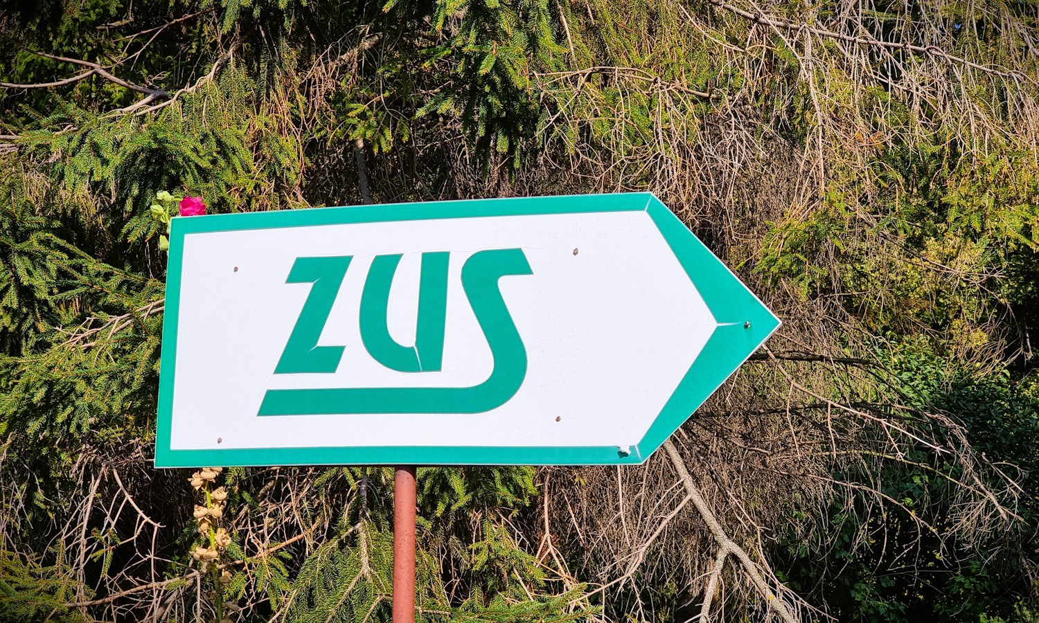 ZUS podał ważny numer. Od razu dodaj do kontaktów - Telepolis.pl