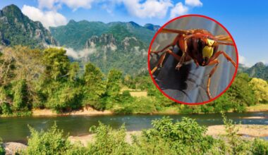 Szerszenie azjatyckie śmiertelnie zaatakowały turystów podczas wakacji