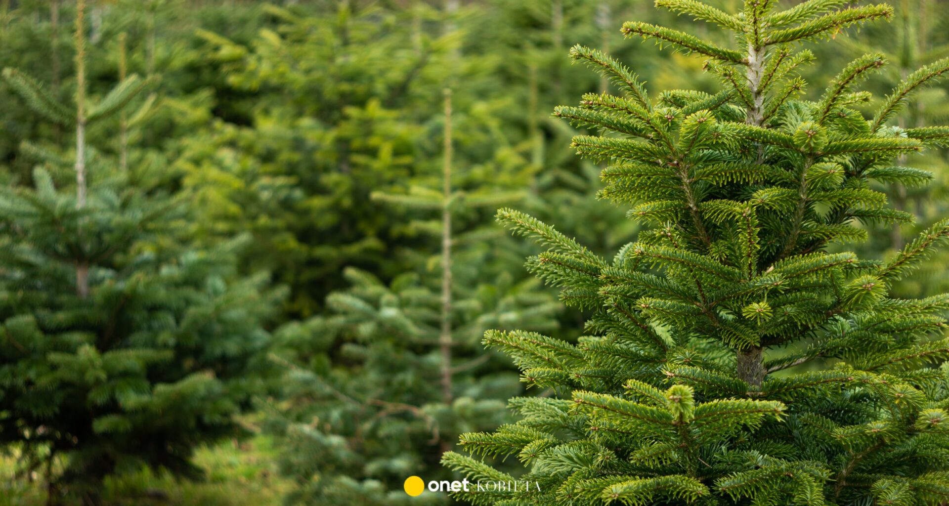 Choinka na święta już w listopadzie? Polacy masowo ruszyli na plantacje