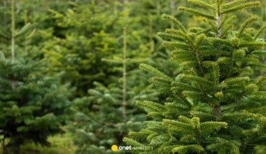 Choinka na święta już w listopadzie? Polacy masowo ruszyli na plantacje