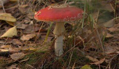 Niebezpieczna moda w Polsce. Do szpitala trafiają dziesiątki podtrutych osób