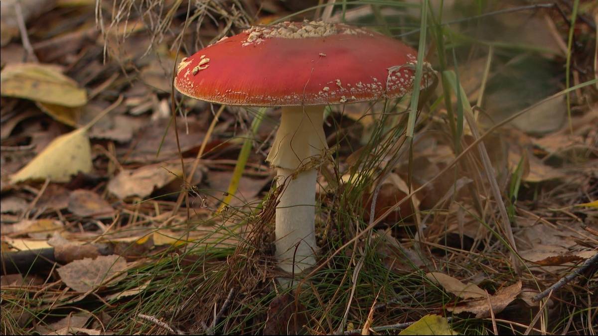 Niebezpieczna moda w Polsce. Do szpitala trafiają dziesiątki podtrutych osób