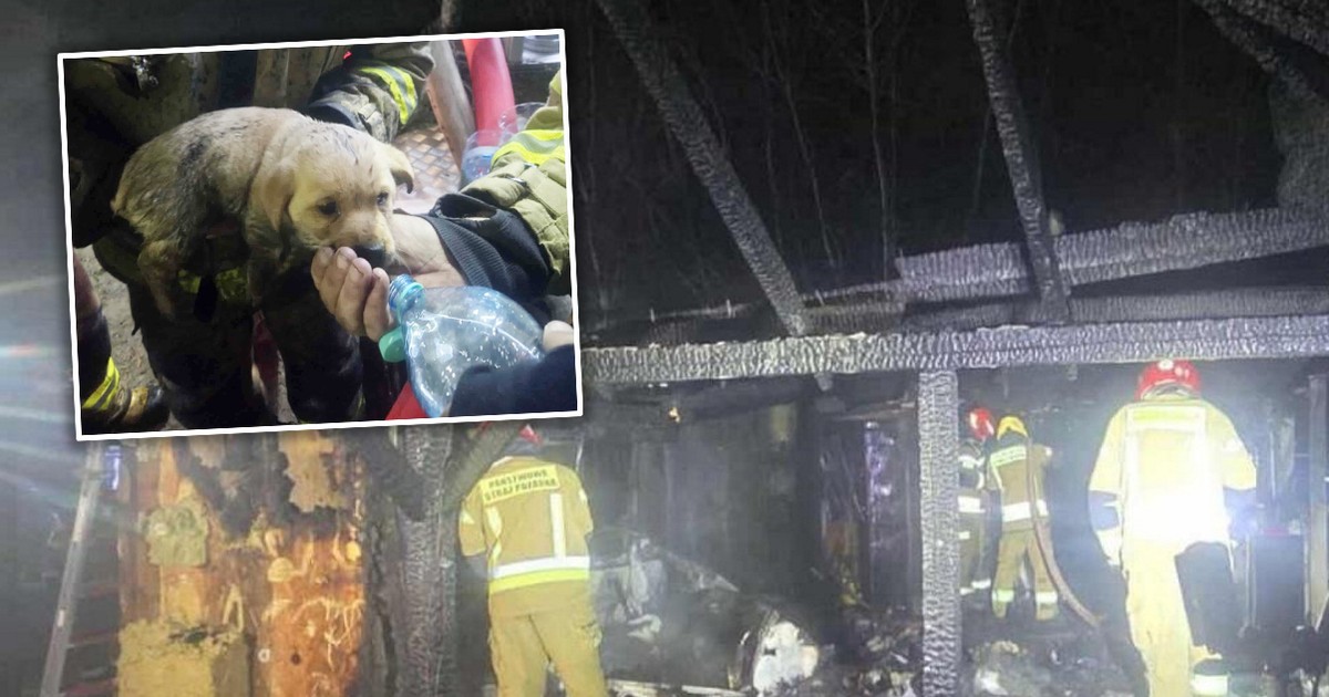 Uratowali z pożaru przerażonego szczeniaka. Teraz chcą pomóc pogorzelcom