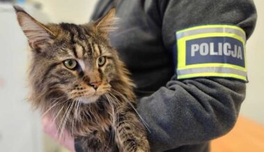Właściciel zgłasza zaginięcie kota Maine Coon. Sprawca nie przewidział jednego szczegółu - Onet