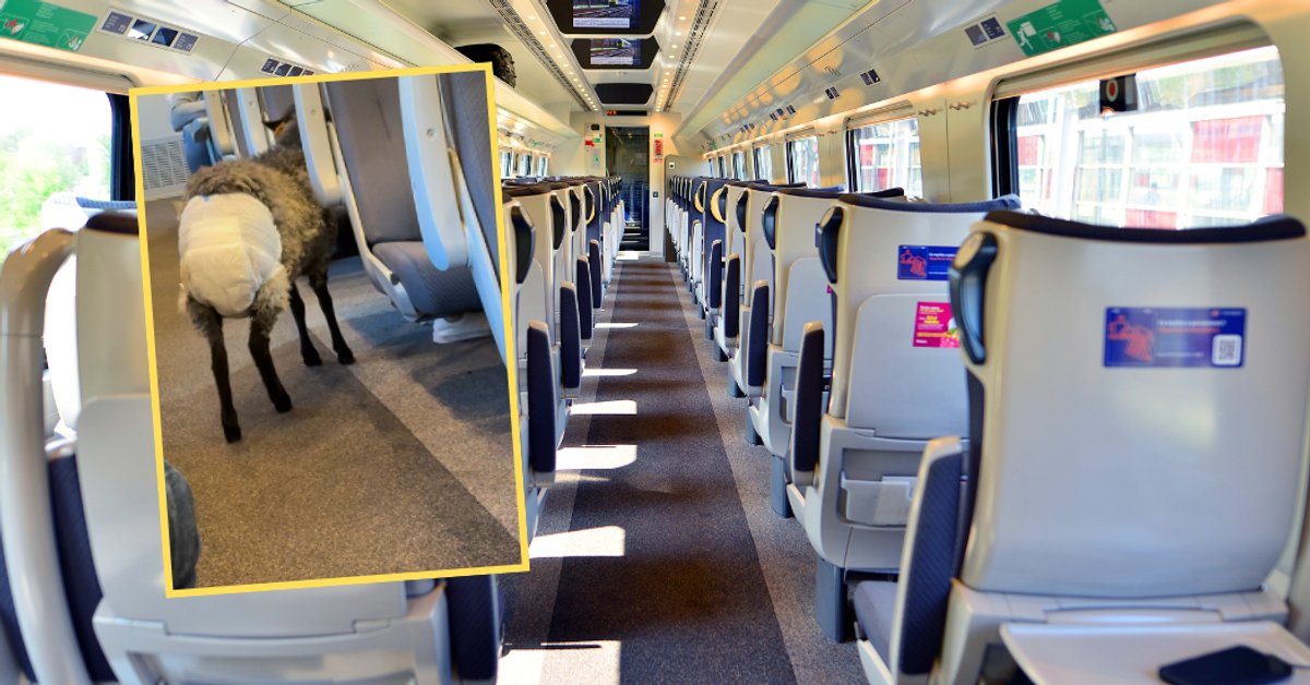 Nagranie posła PiS z Pendolino ma 57 tys. wyświetleń. "Ludzie przeginają"