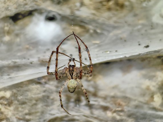 Samiec czaika jaskiniowego