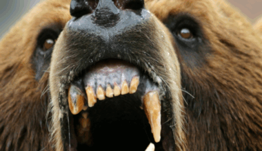 Atak niedźwiedzia, kolejna ofiara. "Wyślemy wojsko"