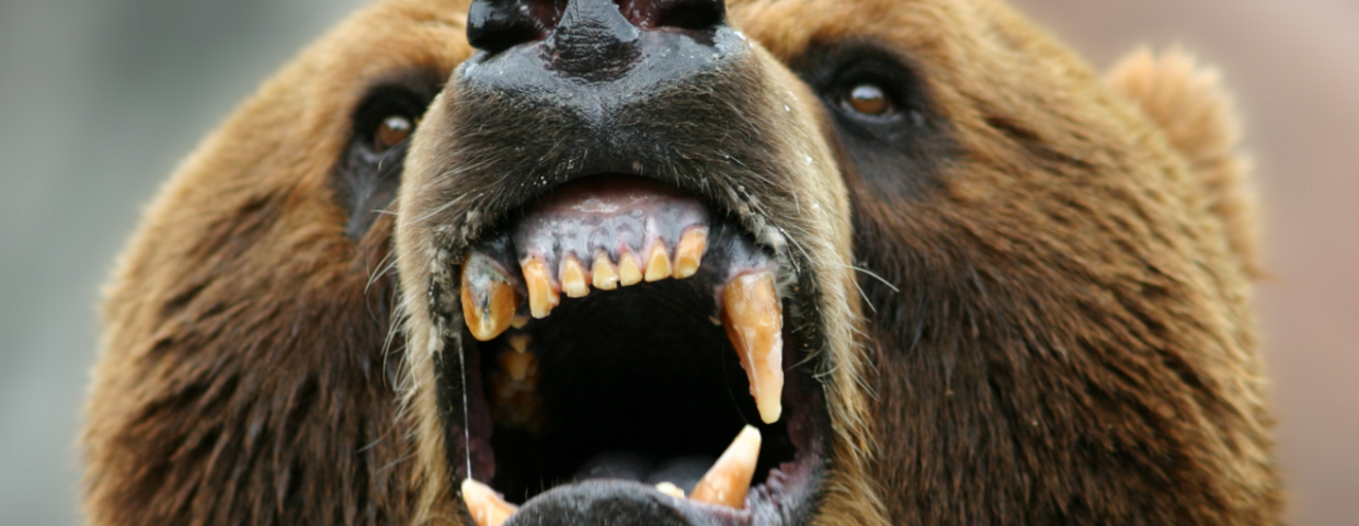 Atak niedźwiedzia, kolejna ofiara. "Wyślemy wojsko"