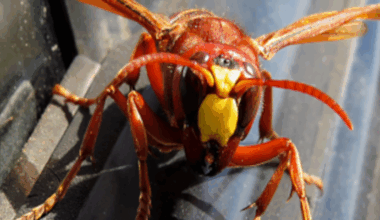 Atak szerszeni azjatyckich. Ojciec i syn nie żyją, "setki owadów"