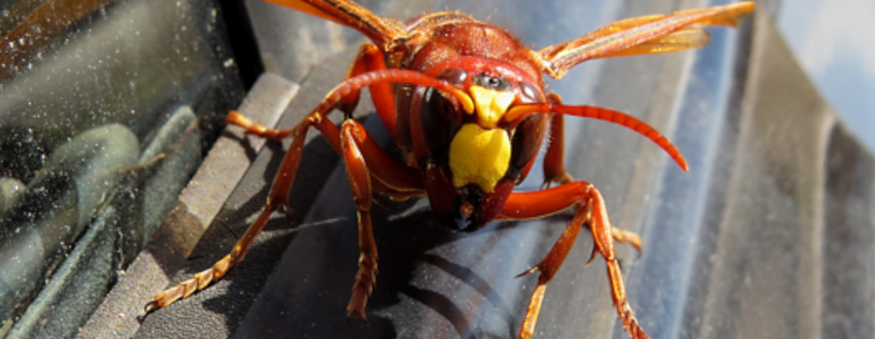 Atak szerszeni azjatyckich. Ojciec i syn nie żyją, "setki owadów"