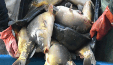 Cena karpia w 2025 roku. Polacy wybierają inne ryby