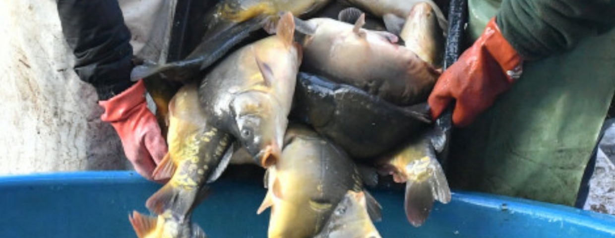 Cena karpia w 2025 roku. Polacy wybierają inne ryby