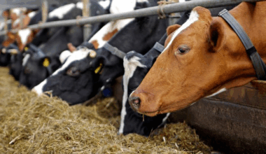 Kryzys z Danii dociera do innych krajów