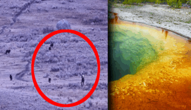 Groza w Yellowstone. Nagrali co zrobił turysta