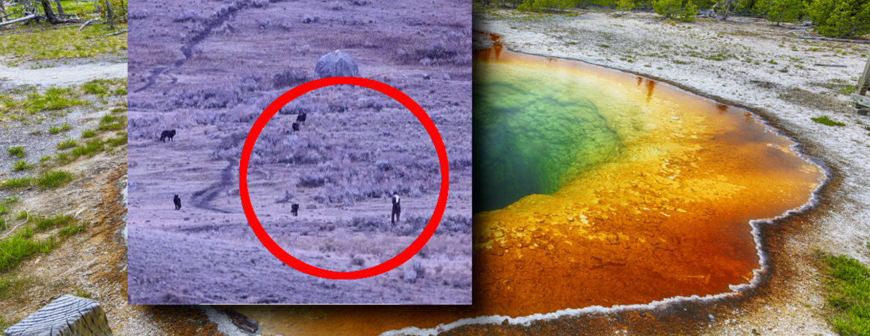 Groza w Yellowstone. Nagrali co zrobił turysta
