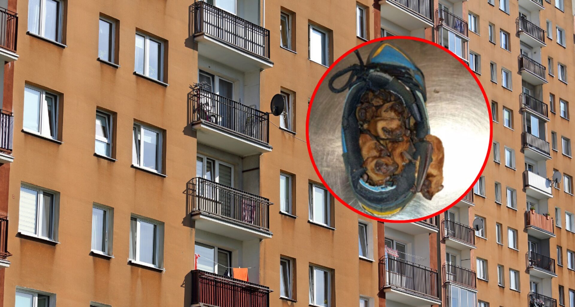 Nietoperze zadomowiły się w butach mieszkańca Warszawy