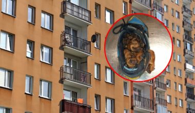 Nietoperze zadomowiły się w butach mieszkańca Warszawy