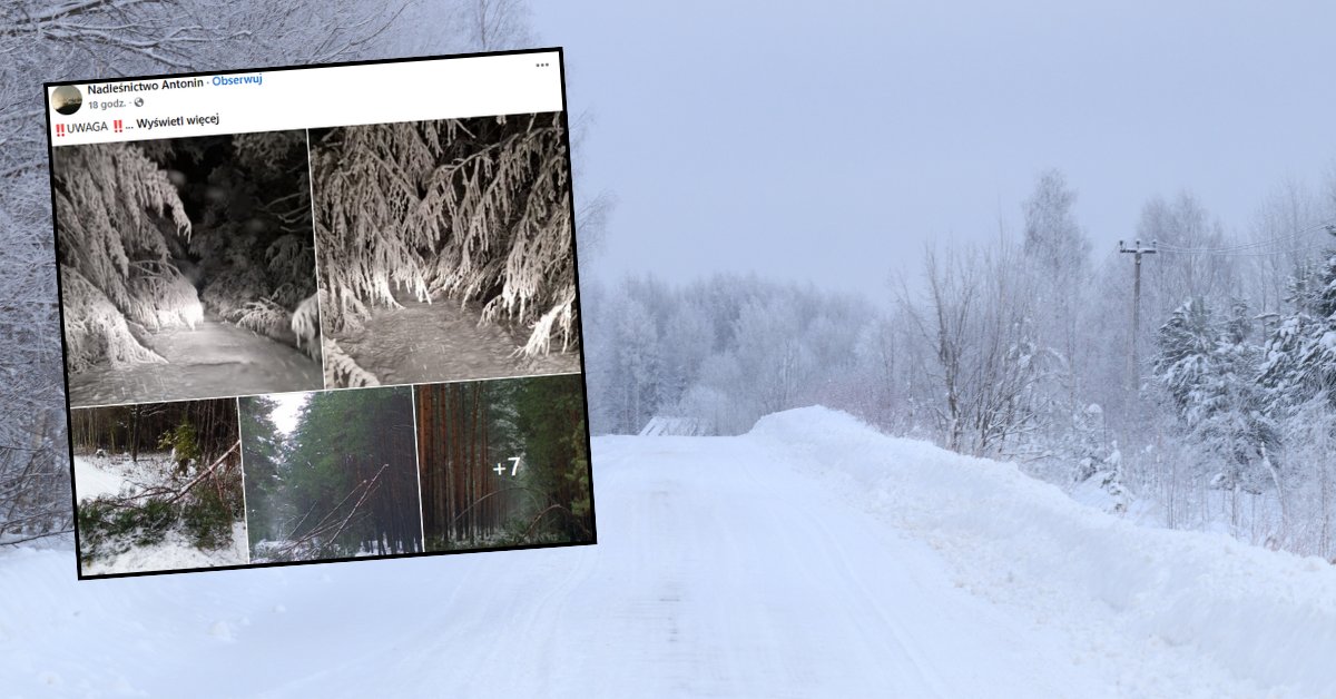 Niepokojący wpis polskich leśników. "Nie zbliżać się" - Onet