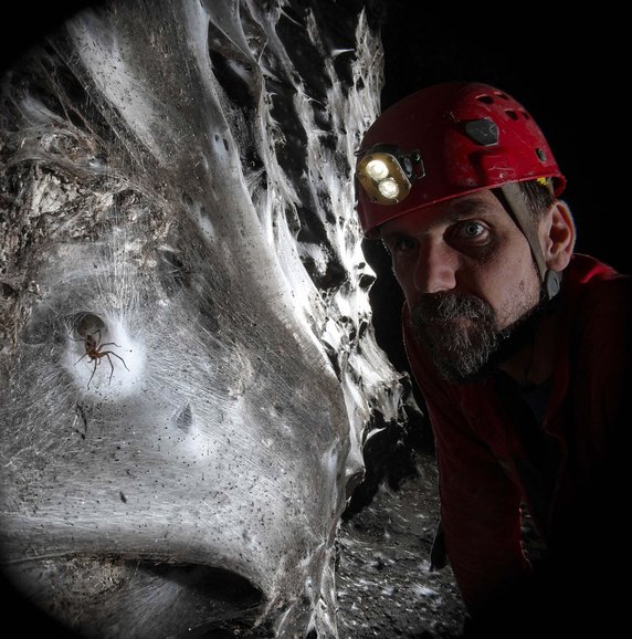 Największa sieć pajęcza na świecie i jeden z jej gospodarzy, kątnik domowy