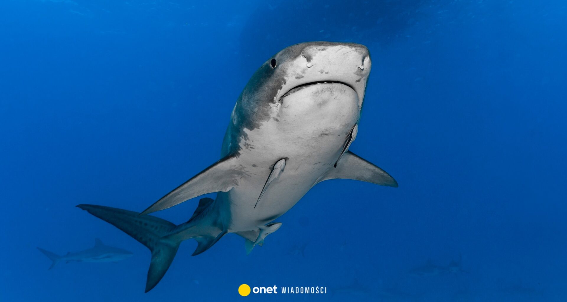 Atak rekina na australijskiej plaży. Zginęła 20-letnia kobieta