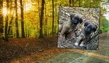 72-latka porzuciła szczeniaki w samym środku lasu