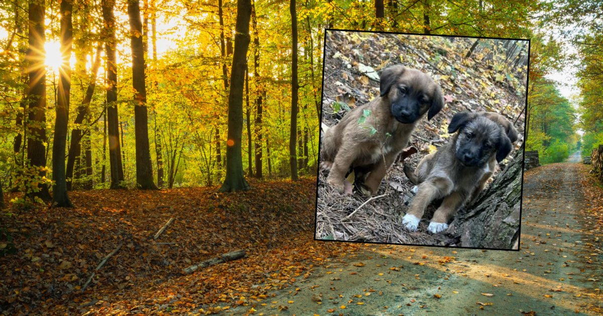 72-latka porzuciła szczeniaki w samym środku lasu