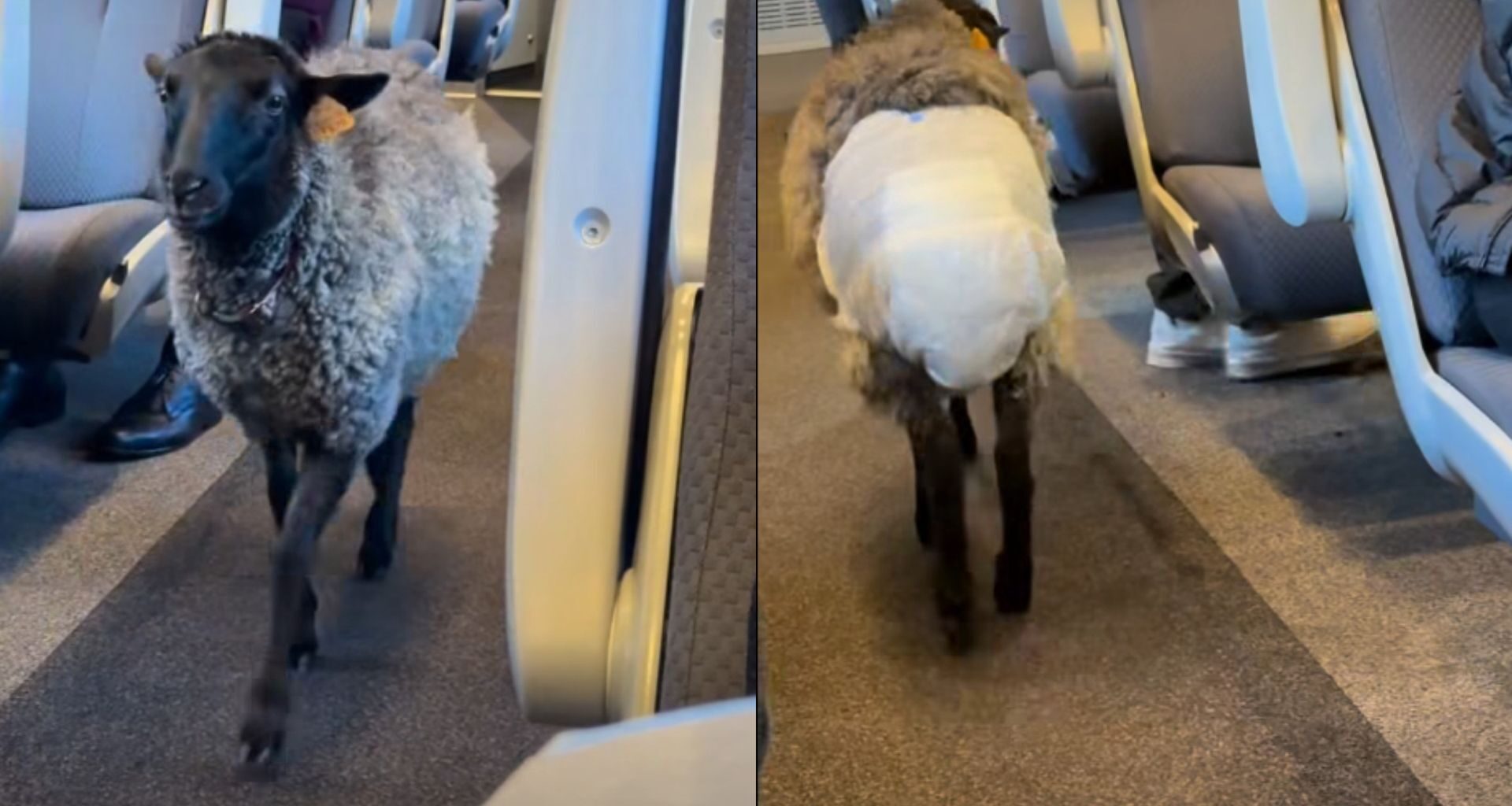 Venus Williams z „dziką kartą". Powrót legendy na twarde korty