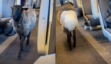 Venus Williams z „dziką kartą". Powrót legendy na twarde korty