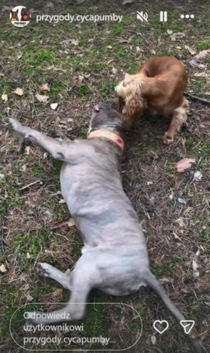Fot. Instagram/przygody.cycapumby