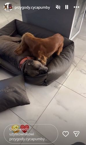 Fot. Instagram/przygody.cycapumby