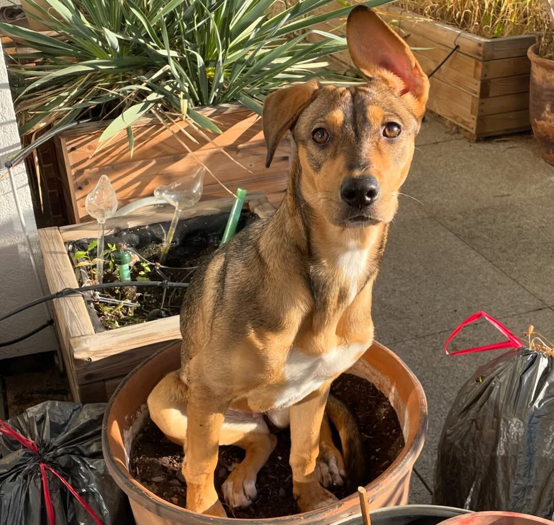 Tak mieszkają Aleksandra Kwaśniewska i Kuba Badach: jasne przestrzenie, przytulny wystrój, piękny ogród (ZDJĘCIA)