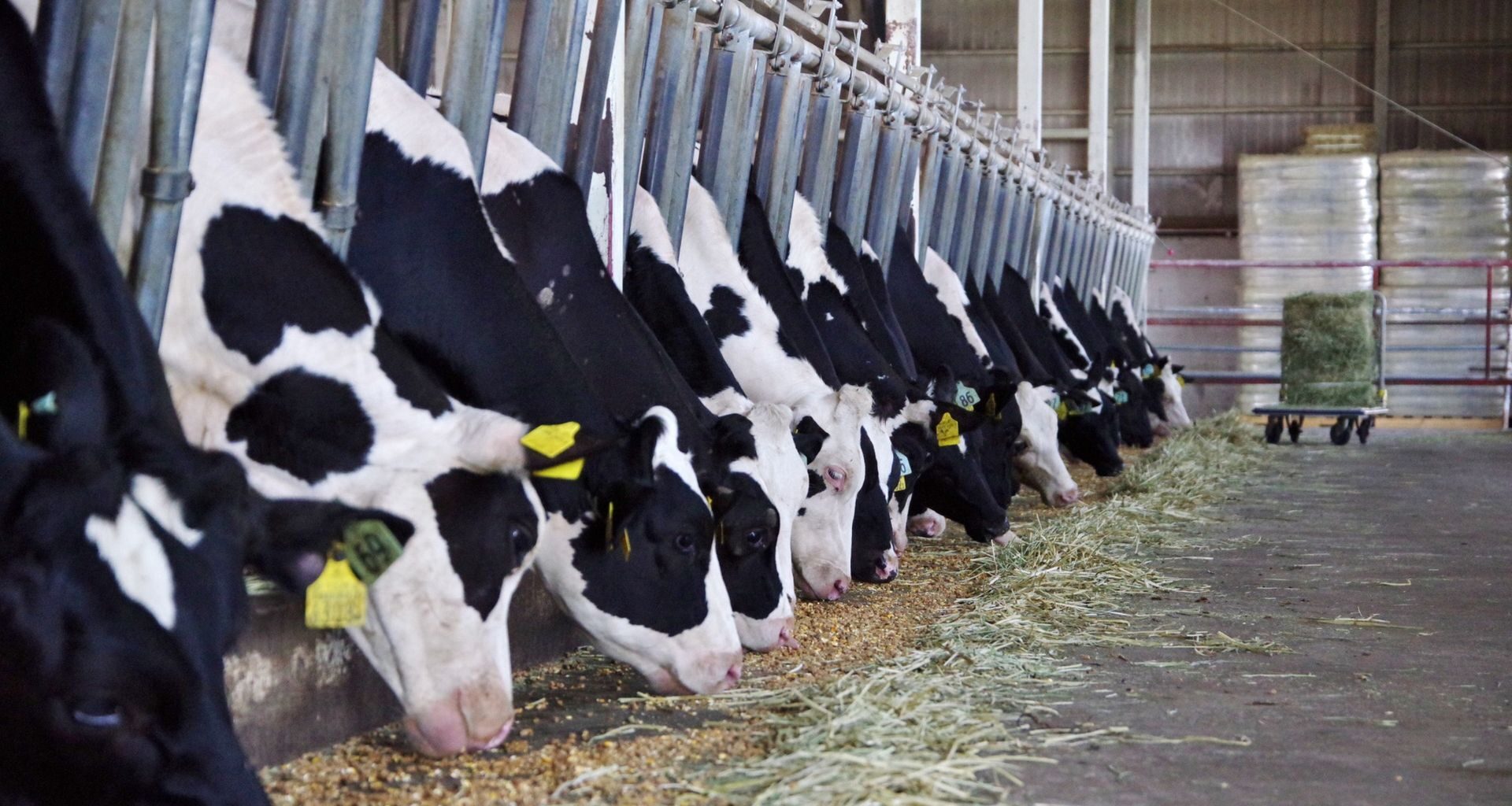 Ile kosztuje dolar? Kurs dolara do złotego PLN/USD 25.11.2025