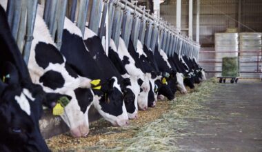 Ile kosztuje dolar? Kurs dolara do złotego PLN/USD 25.11.2025