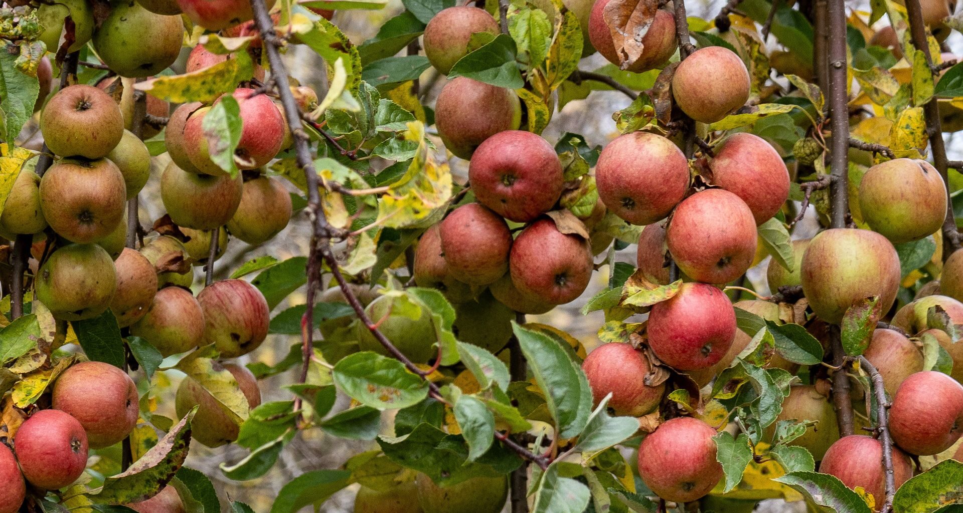 Właściciel Biedronki inwestuje w giganta. Więcej dorsza z Norwegii w Polsce