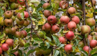 Właściciel Biedronki inwestuje w giganta. Więcej dorsza z Norwegii w Polsce