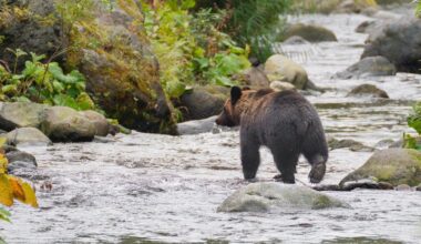 Łódź z flagą Wagnera na rzece Narwa. Ekspert wyjaśnia cel Rosji