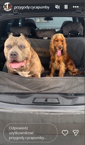Fot. Instagram/przygody.cycapumby