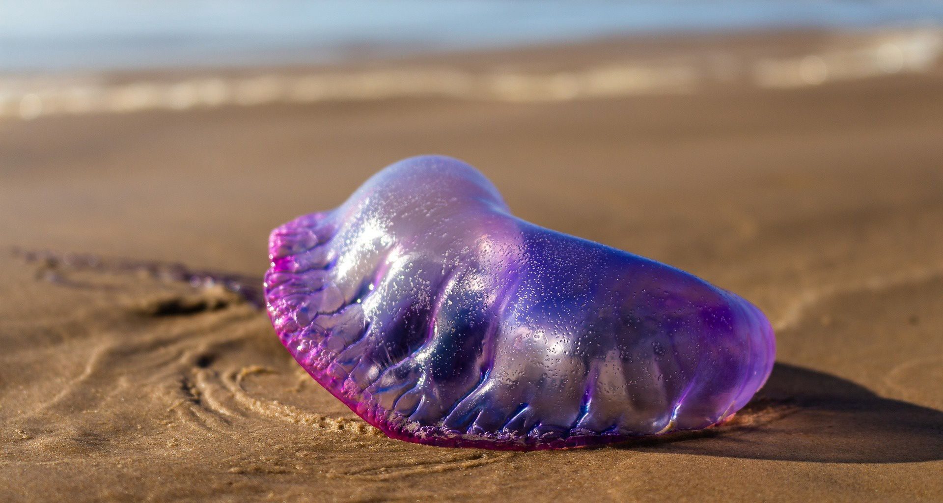 Jedna bitwa, dwa cele. Rosyjskie wozy poszły z dymem