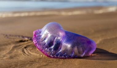 Jedna bitwa, dwa cele. Rosyjskie wozy poszły z dymem