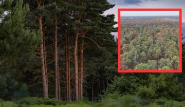 "Obserwujemy postępujące zamieranie". Leśnicy pokazali nagranie i ostrzegają