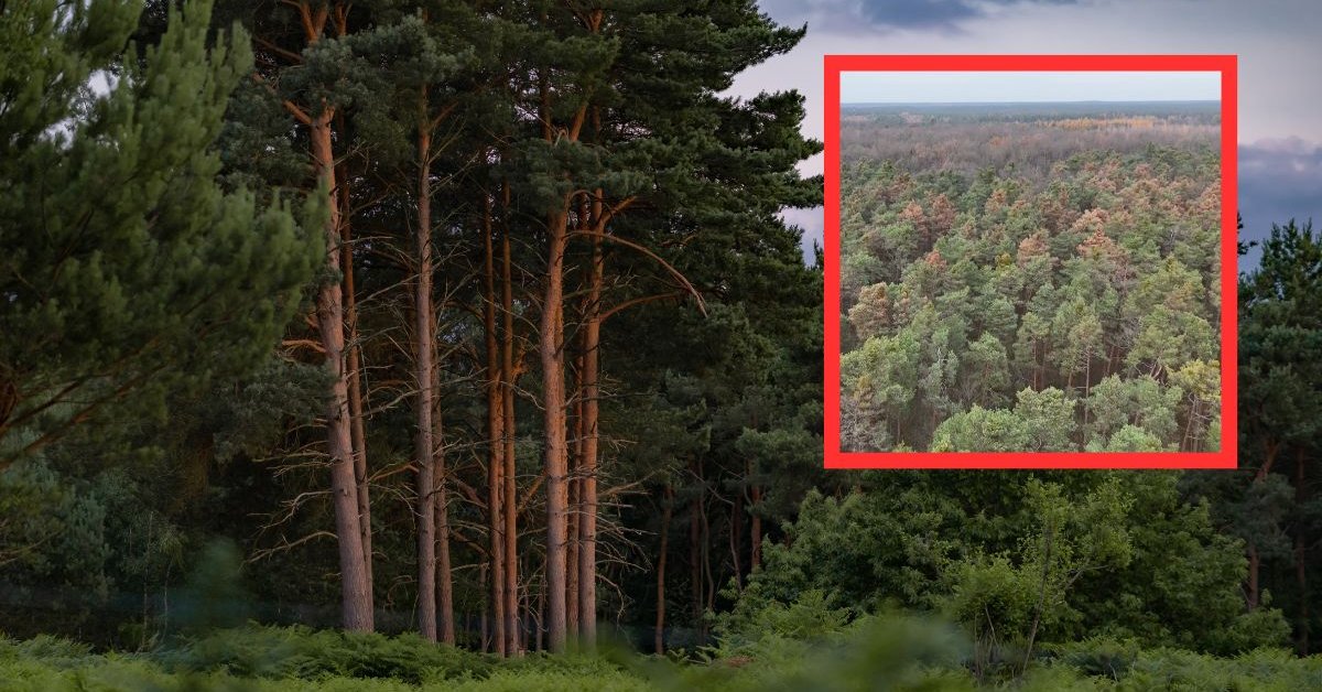 "Obserwujemy postępujące zamieranie". Leśnicy pokazali nagranie i ostrzegają