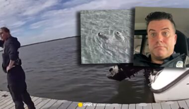 Policjant z USA zauważył tonącego psa. Natychmiast ruszył na pomoc