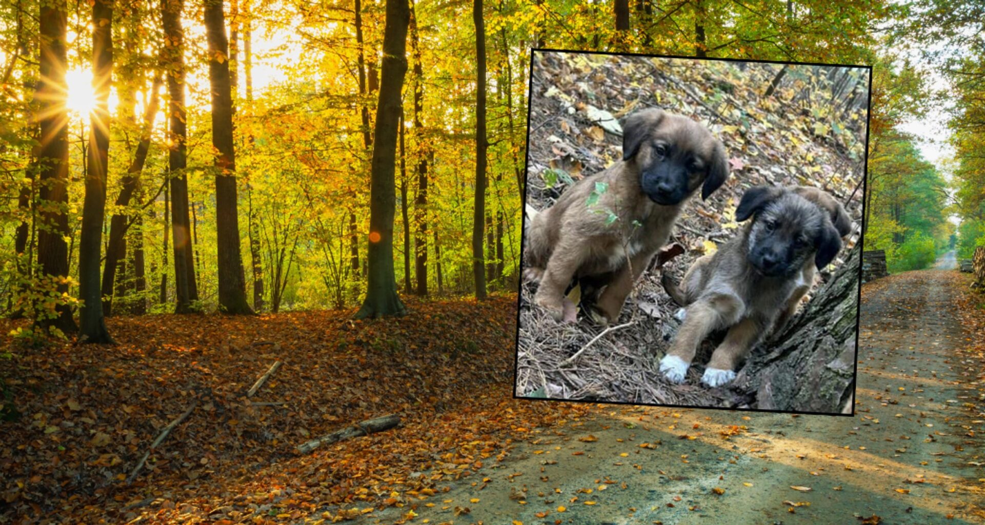 72-latka porzuciła szczeniaki w samym środku lasu