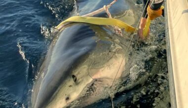 Alarm w Poroninie. Oszuści wyłudzają dane i pieniądze