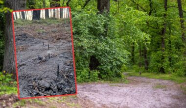 Leśnicy znaleźli w lesie groźną "pułapkę". "Stwarzała realne zagrożenie" - Onet