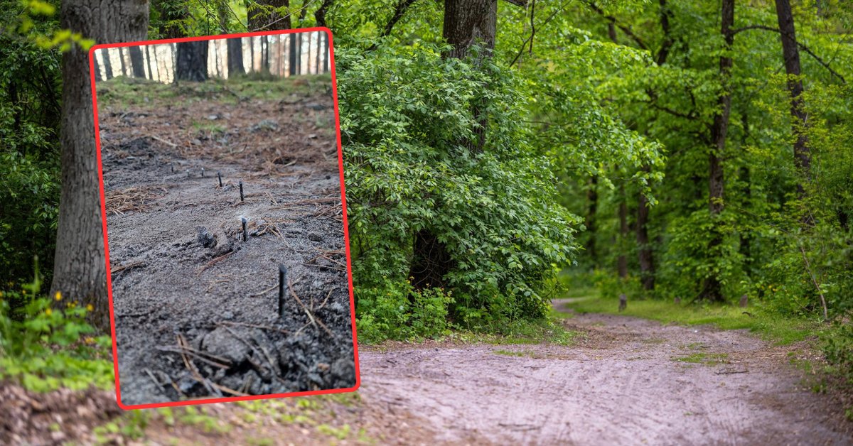 Leśnicy znaleźli w lesie groźną "pułapkę". "Stwarzała realne zagrożenie" - Onet